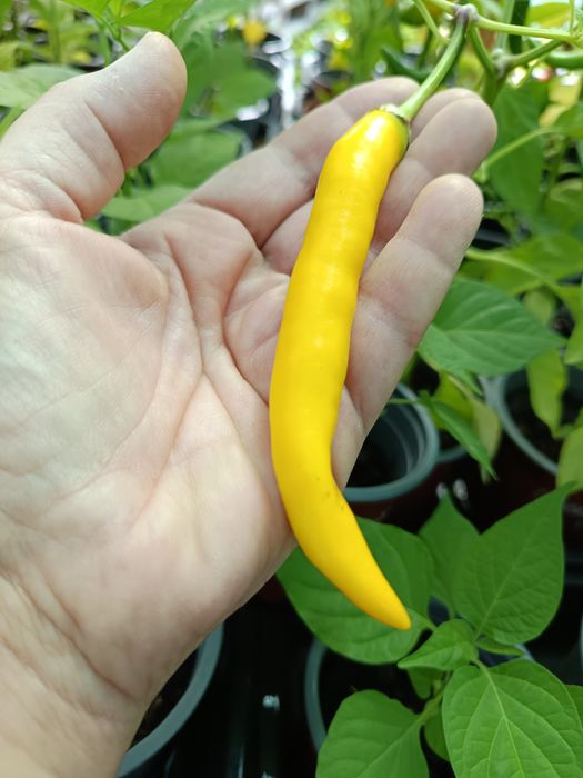 Plantas de Malaguetas raras