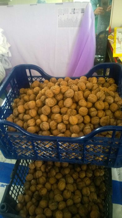 orzechy włoskie z własnego drzewa