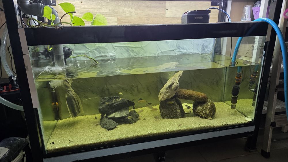 Vendo aquários 120cm