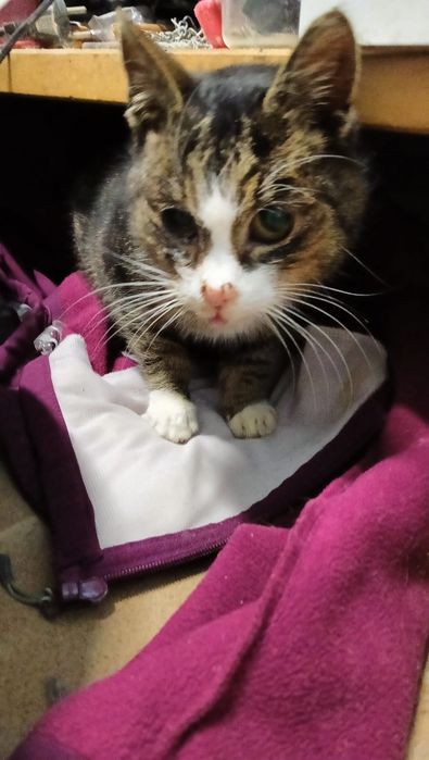 W tym pycholku można się zakochać.