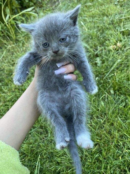 Продам котика.