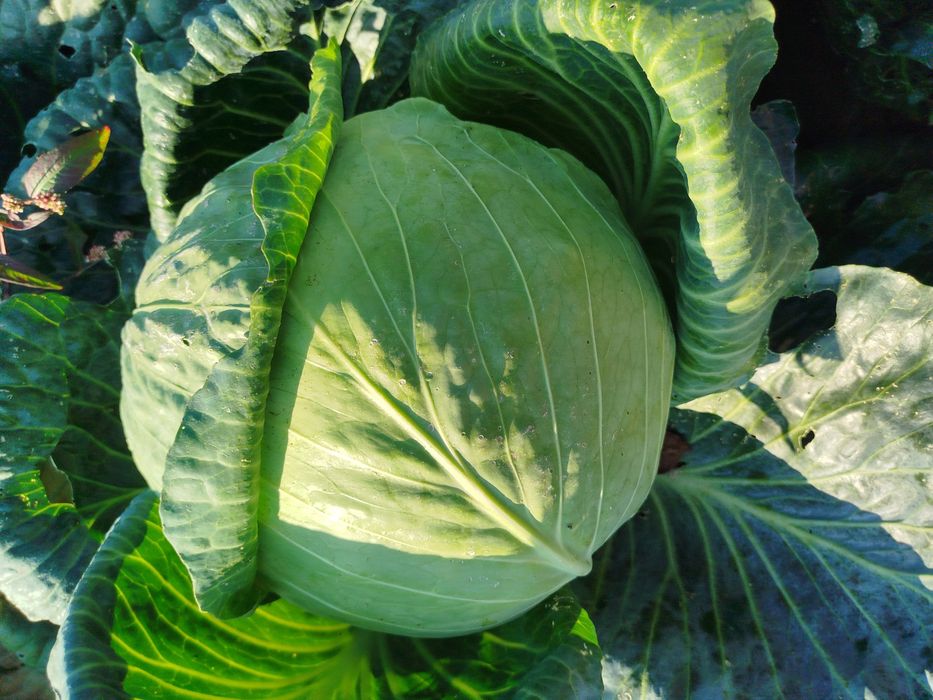 Kapusta Kiszona Naturalna, bez chemii i ulepszaczy.