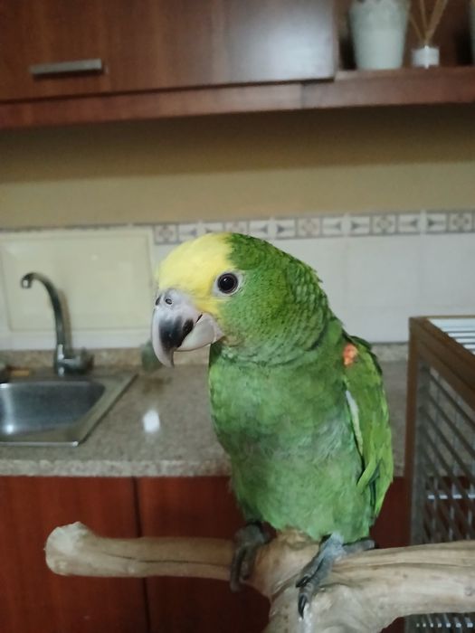 Macho de Amazona oratrix