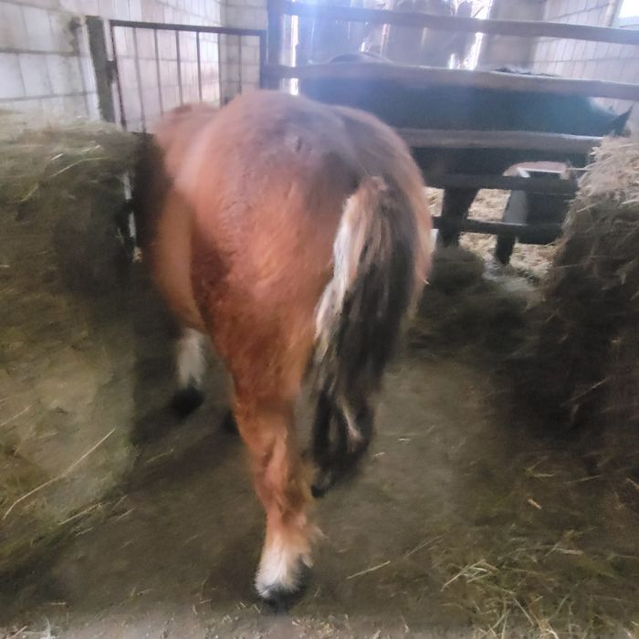 Sprzedam źrebice zimnokrwistą 6mc