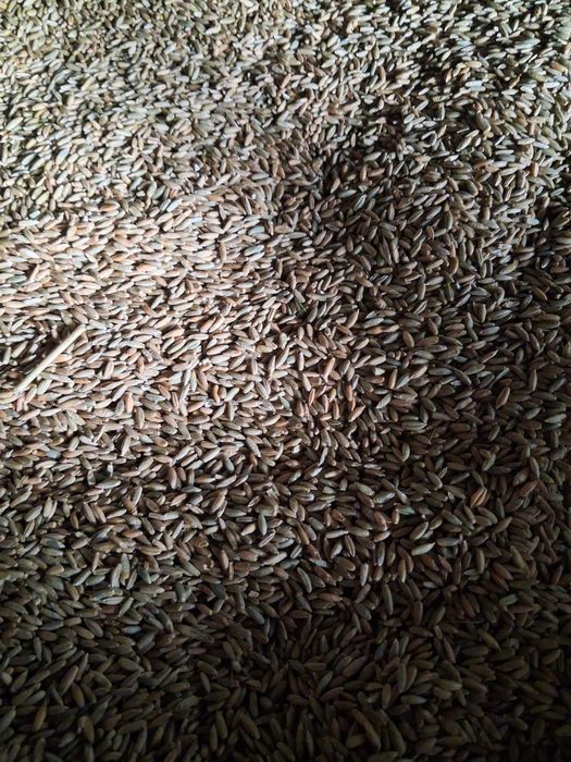 Sprzedam zboże żyto owies