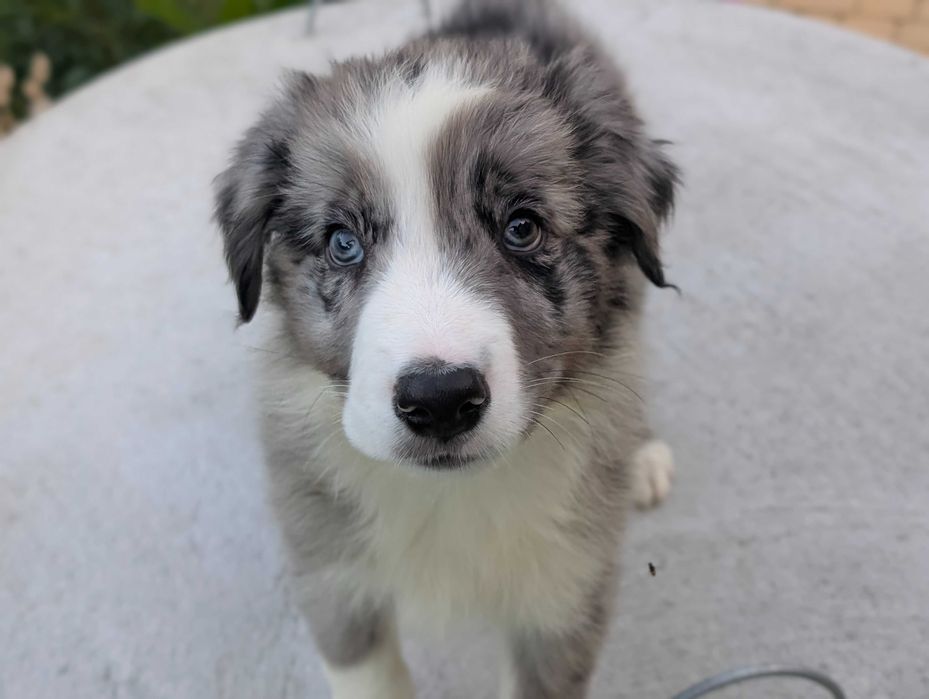 Border Collie samiec pies blue merle przebadani rodzice do odbioru