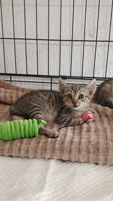Gatinhos bebés para adocão responsável