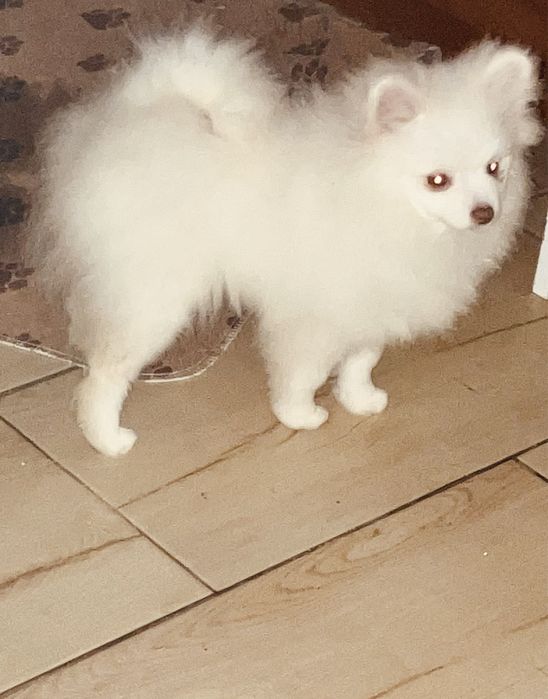 Помераночка підрощена 4.5 місяці