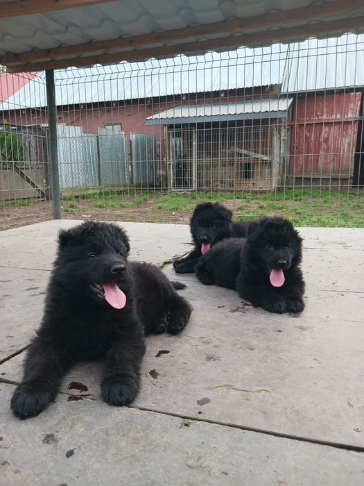 Owczarek niemiecki długowłosy Piesek