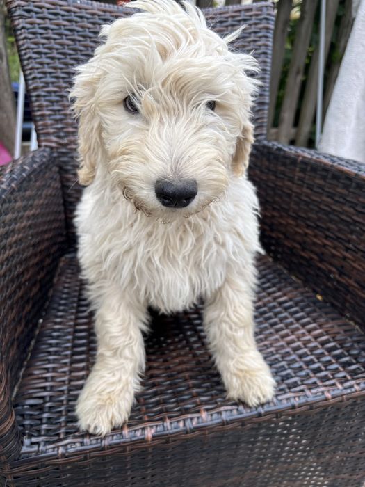 Goldendoodle F1 standard
