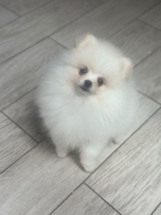 Pomeranian, piesek