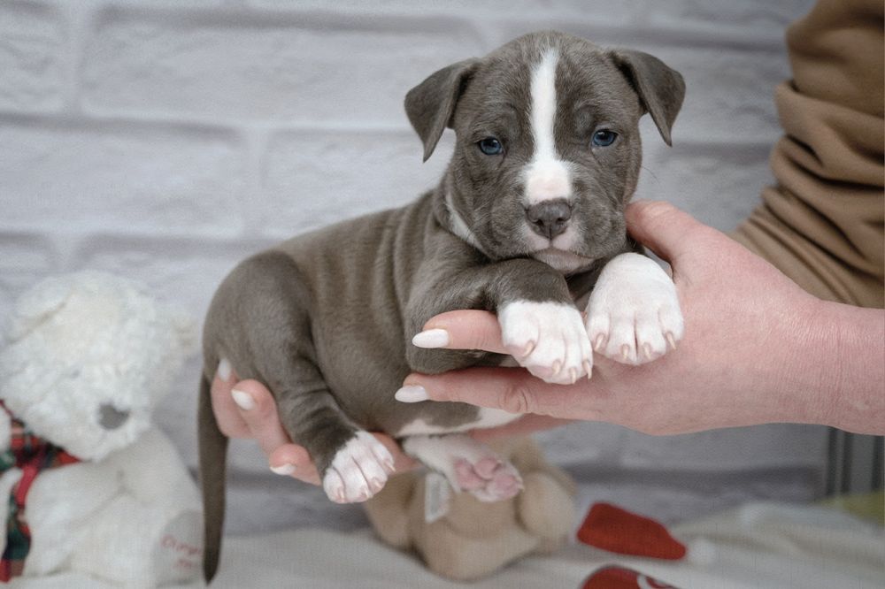 Ваша мрія породний малюк ам.стаффа