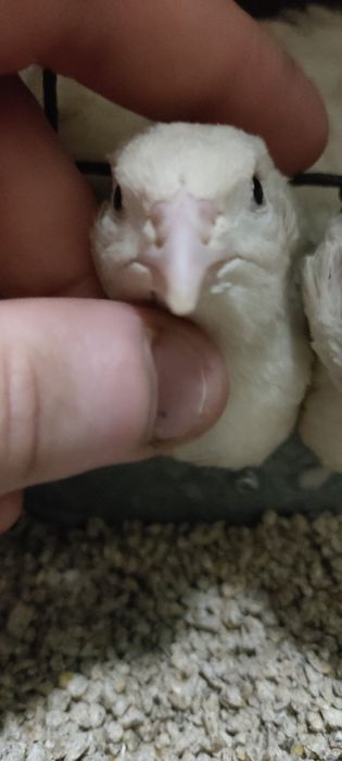 Перепелята  від добових до несучок