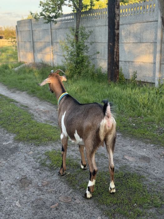 Продам молоду козу та козеня  (м. Прилуки)