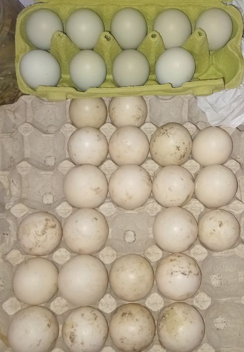 Інкубаційні яйця мускусний качка