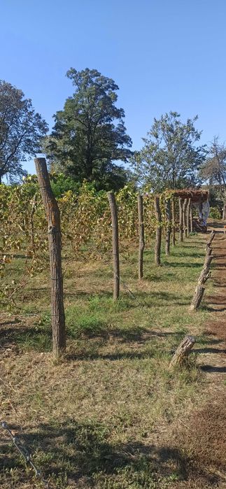 Чубуки винограда