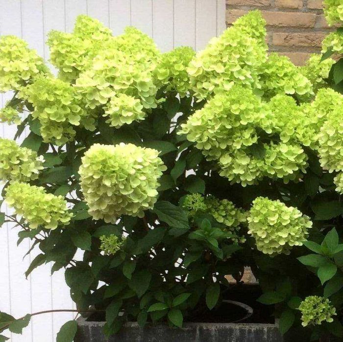 Hortensja bukietowa 7,5L  różne odmiany