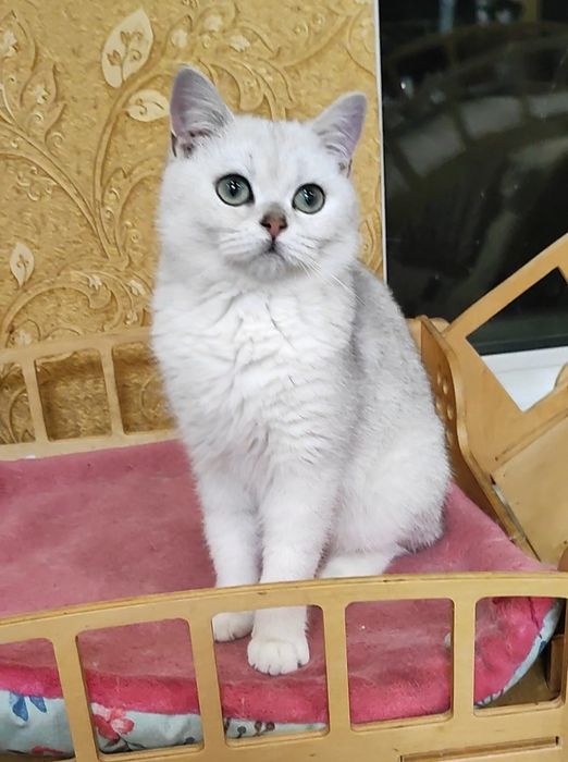 Мальчик серебристый шиншилла