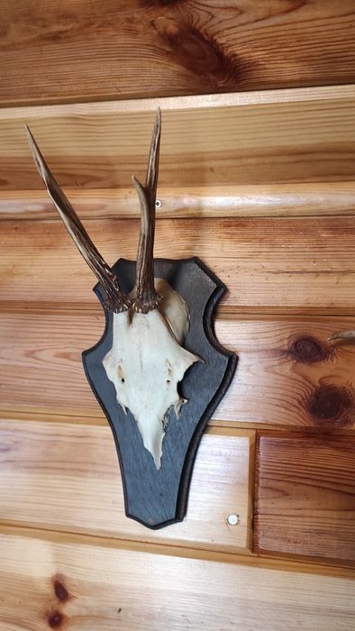 Poroże, parostki, rogi