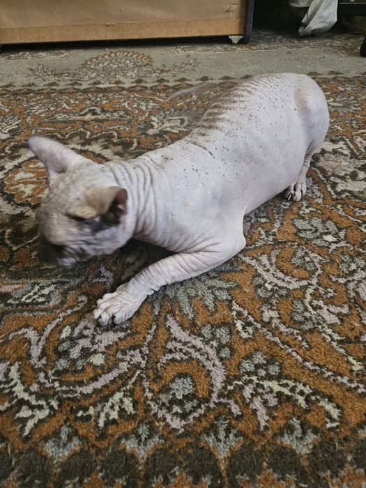 Донские сфинксы для вязки Киев.