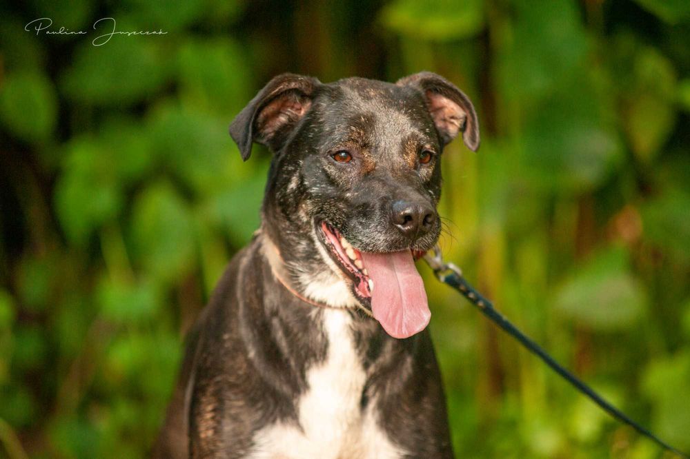 Biedny Lagos już dwa lata czeka na Ciebie, odezwij się!