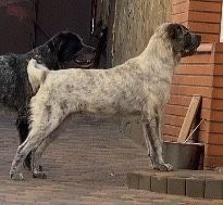Щенок сао алабай 10 мес тигр