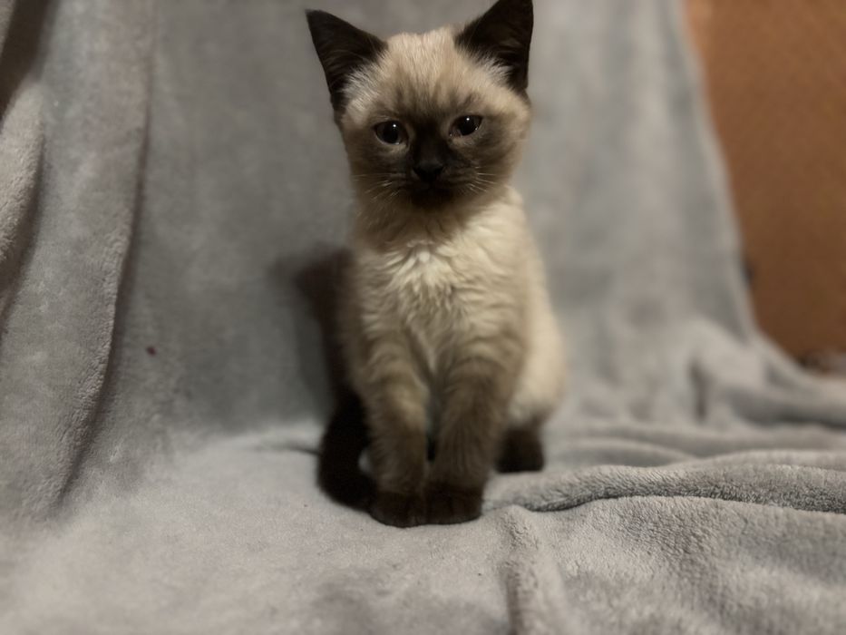 Кицюня шотландська забарвлення колор пойнт