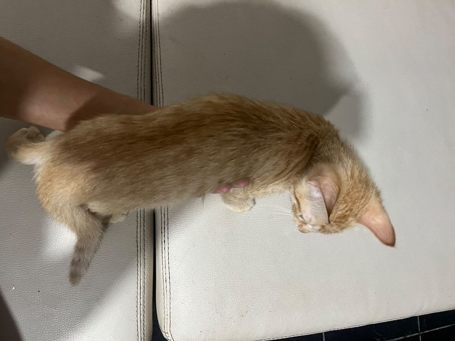 Dou gatos mãe e filho