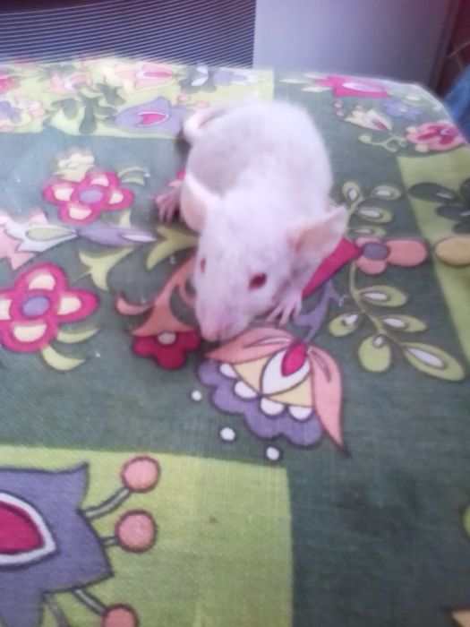 Продам декоративных крысят Рекс и  Дабл рекс