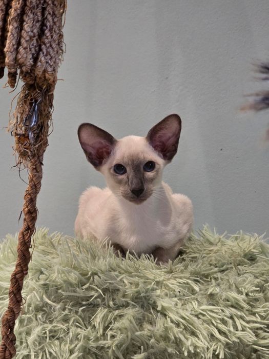 Kotka syjamska orientalna