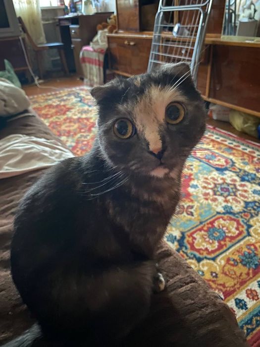 Шукаємо котика для вʼязки