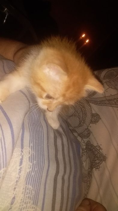 Віддам кошенят в добрі руки