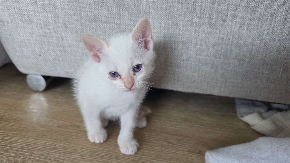 Gatinhos para dar