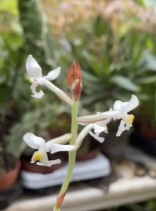 Орхидея ванда:синяя-1400;лимонная-1400грн;Спатифиллум-500грн