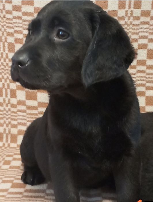 Элитные щенки питомника Лабрадор Ретривер
