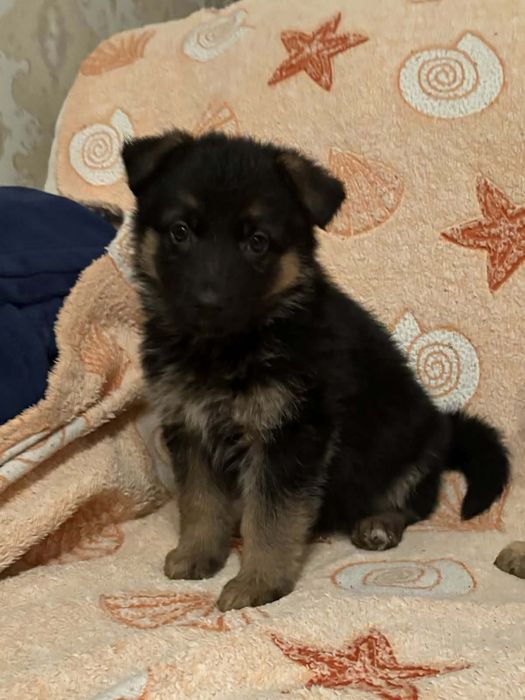 Цуценята німецької вівчарки