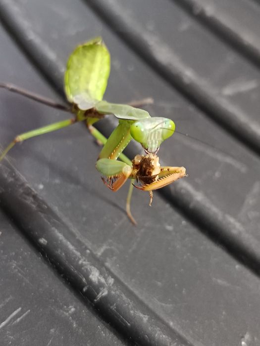 Modliszki Hierodula z Papui