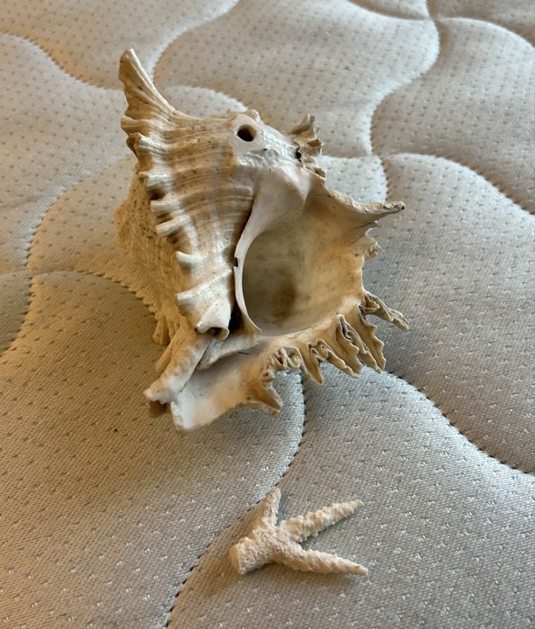 Велика океанічна Мушля та корал