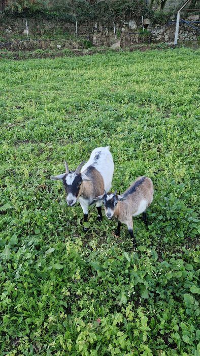 Cabras micro anãs