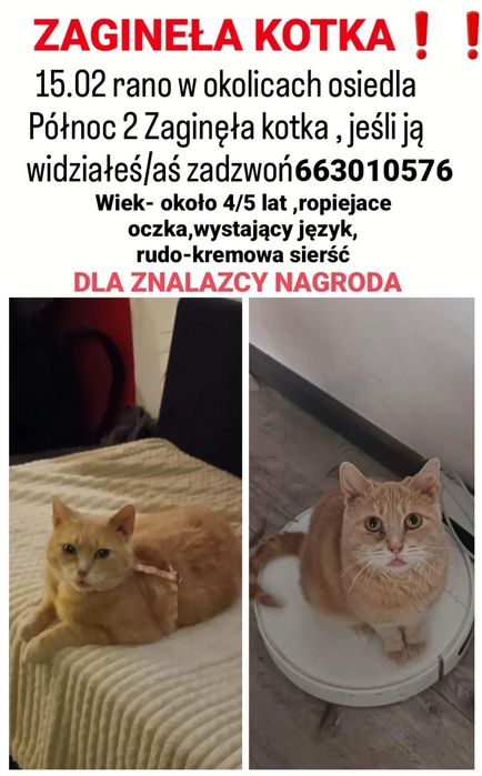 Zaginęła kotka ełk