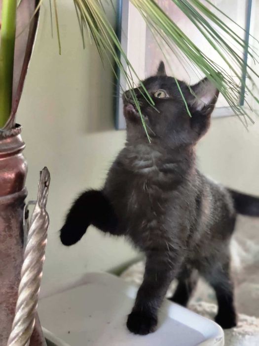 Puchatki szukają  wspólnej chatki