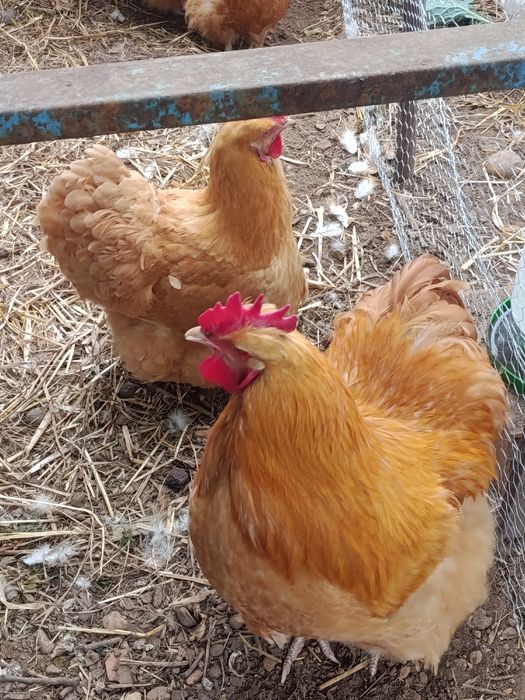 Ovos  de orpington
