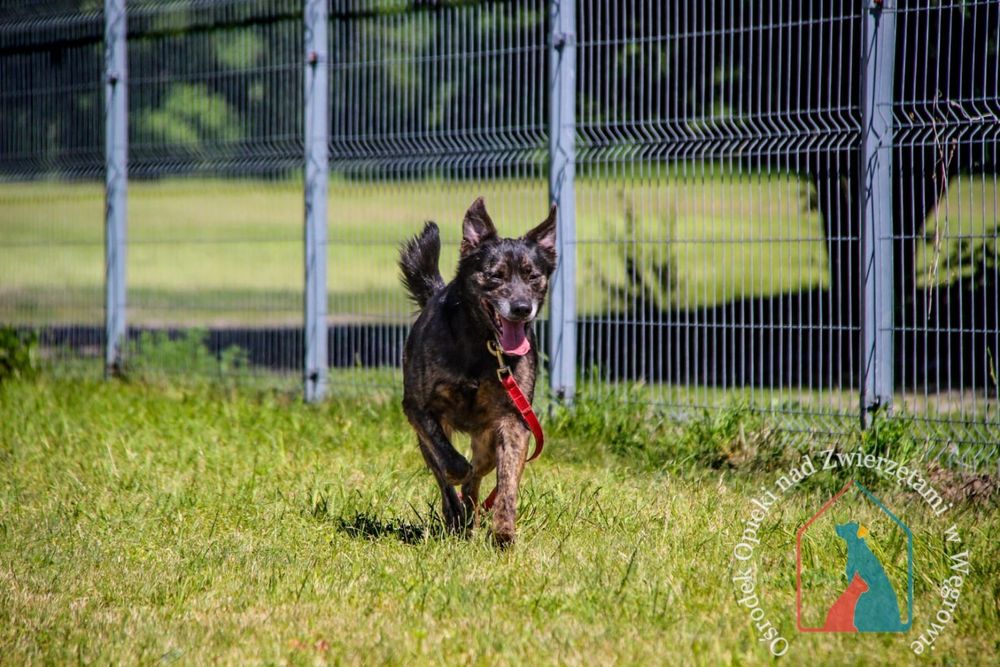 Kila 79/24 - SZUKA DOMU!