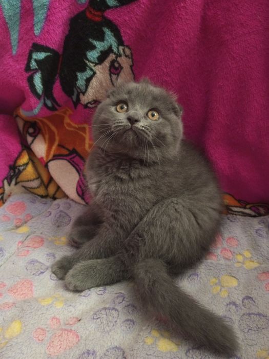 Вислоухие котята