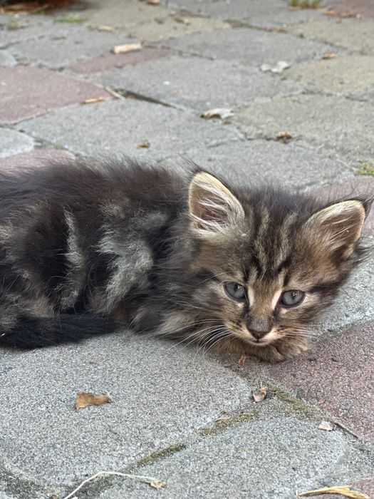 Кошенята / котята