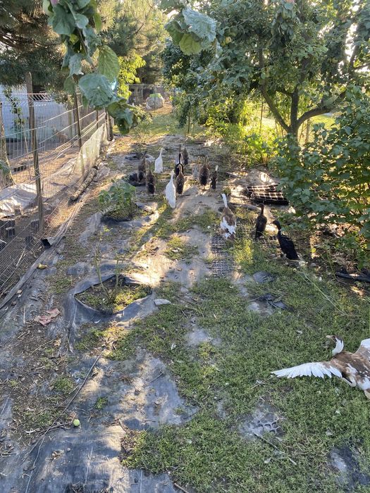 Sprzedam kaczki biegusy indyjskie