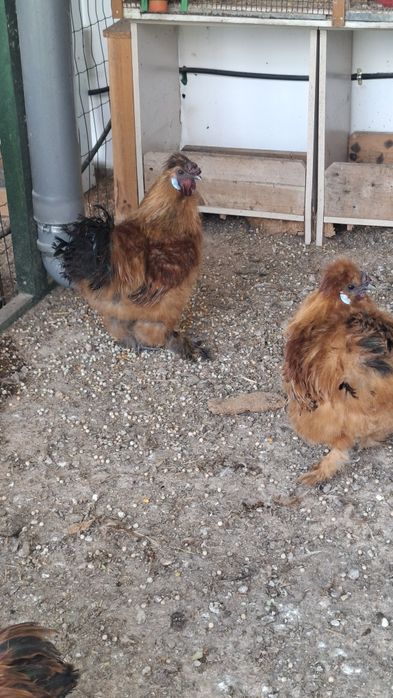 Sedosas do Japão - Machos