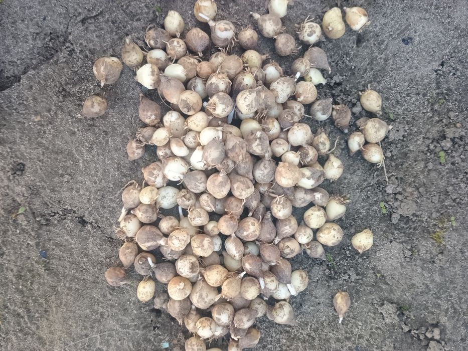 Szafirki szafirków 100szt