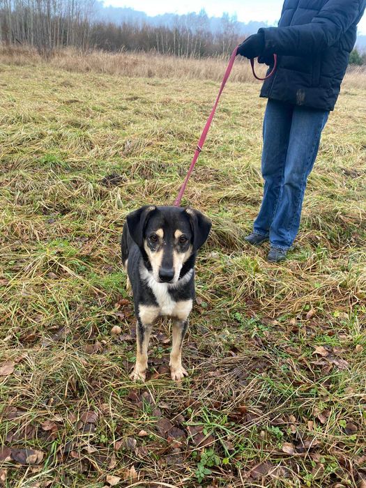 Szary i niewidzialny Leszek do pilnej adopcji