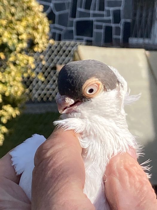 Gołąb Krymek Polski